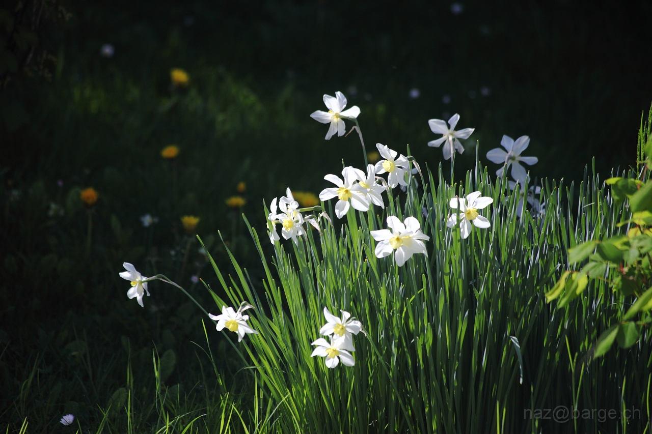 EOS 5D Mark II12_04_20148009.JPG